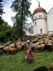 Schafherde in Seebbenstein