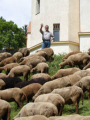 Schafe vor dem Haus